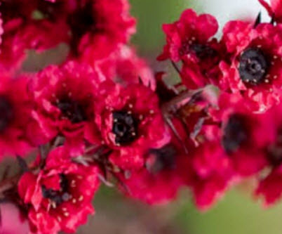 มานูก้า แดง (Red Manuka) / 50 เม็ด (NZ)*