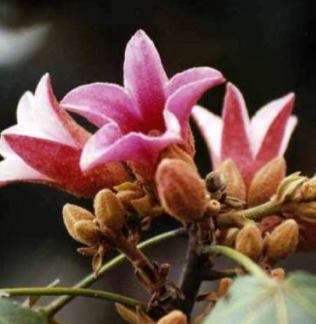 Lacebark Kurrajong / 5 เม็ด (Australia)