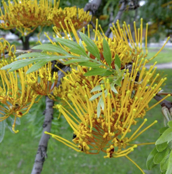 ซิลเวอร์ โอ๊ค (Silver / Silky Oak) / 10 เม็ด (UK)