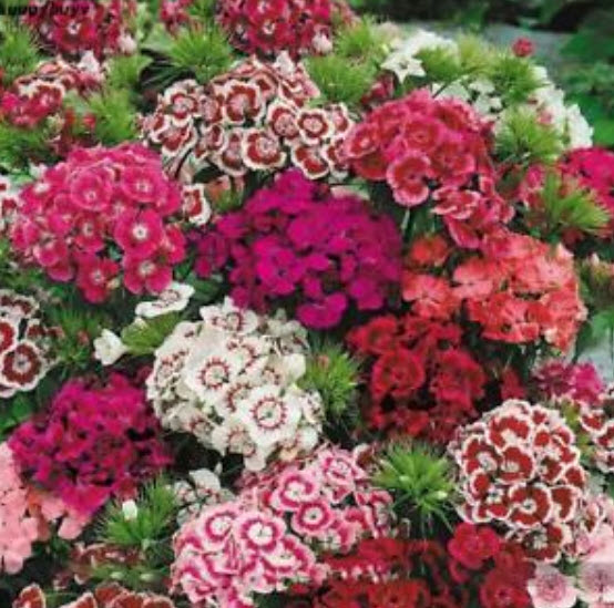 สวีทวิลเลี่ยม-ทรู อเมริกา (Sweet William - True America) / 50 เม็ด (นอก)
