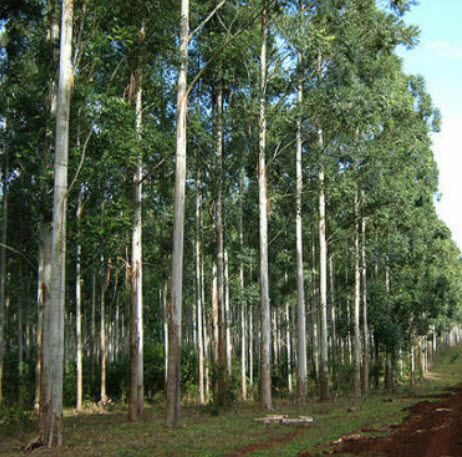 ยูคาลิปตัส แกรนดิส (Eucalyptus Grandis) / 6,000 เม็ด (Portugal)