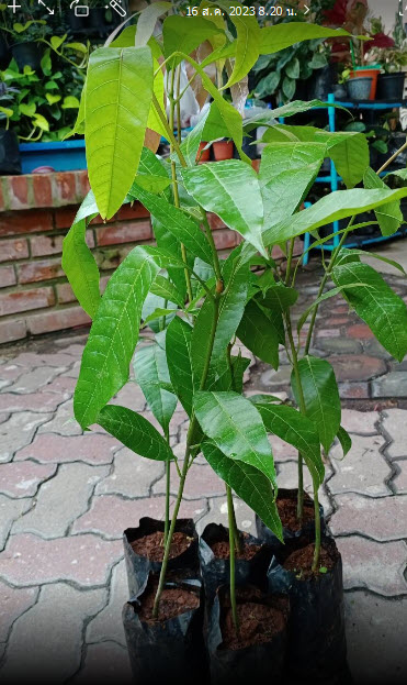 ต้น มะม่วงเบา มะม่วงตอแหล ลูกม่วงเบา เพาะเมล็ด สูง 50-80 ซ.ม. / ต้น