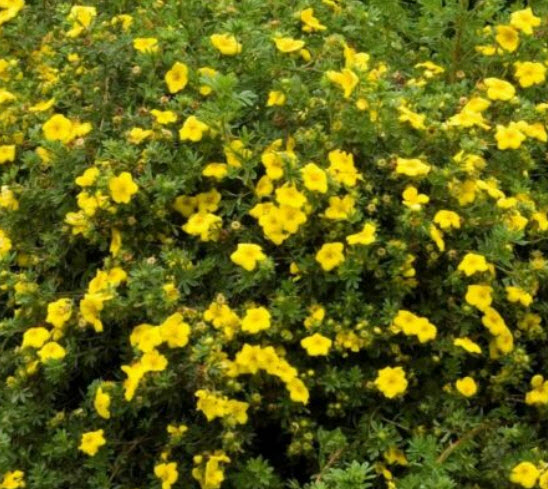 ซินคิวฟอยล์ (Cinquefoil) / 50 เม็ด (Lithuania)