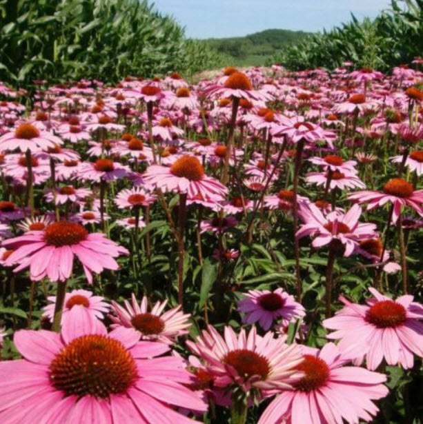 เอ็กไคนาเซีย (Echinacea) หรือ Coneflower / ซอง 100 เม็ด (S111)