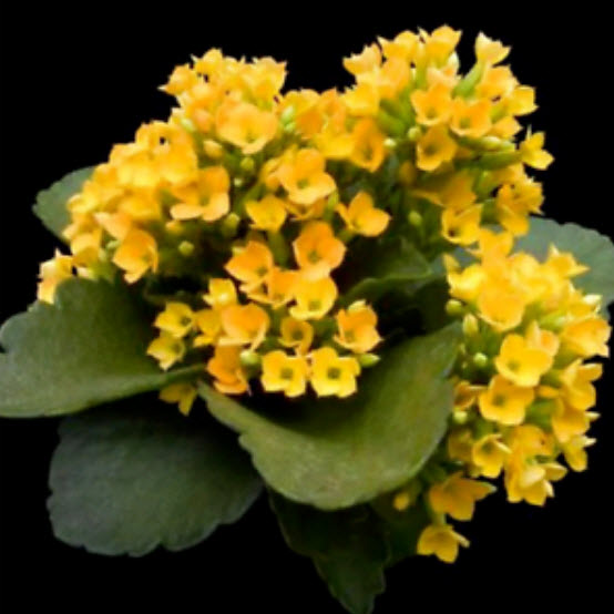 เมล็ดกุหลาบหิน (Kalanchoe) เหลือง / 50 เม็ด (นอก)