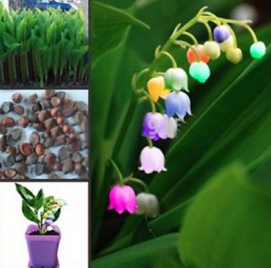 กล้วยไม้ระฆัง (Bell Orchid / Lily of Valley) คละ 10 สี / 200 เม็ด