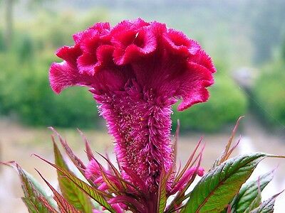 หงอนไก่ (Cockscomb) สีชมพู / 100 เม็ด (China)