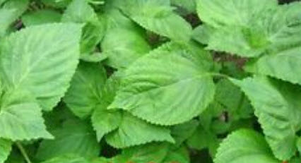 ชิโสะ (Shiso) / 1,000 เม็ด