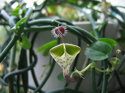 สายป่านดวงใจ พาราชู้ท (Parachute Ceropegia Haygarthii) / 10 เม็ด (นอก)