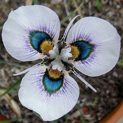 กล้วยไม้ผักตบชวา (Peacock Orchid) / 20 เม็ด (China)