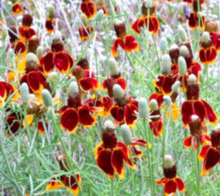 หมวกเม็กซิกัน (Mexican Hat) / 200 เม็ด (UK)