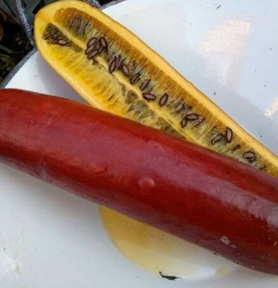 แตงคาซ่าบานานา (Cassabanana) / 5 เม็ด (France)