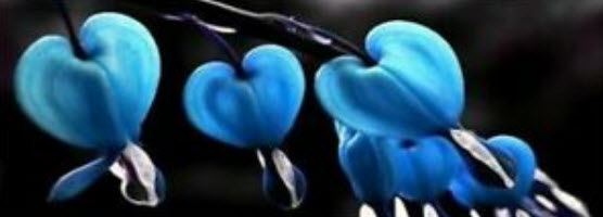 หทัยหยาดทิพย์ (Bleeding Heart) สีฟ้า / 10 เม็ด