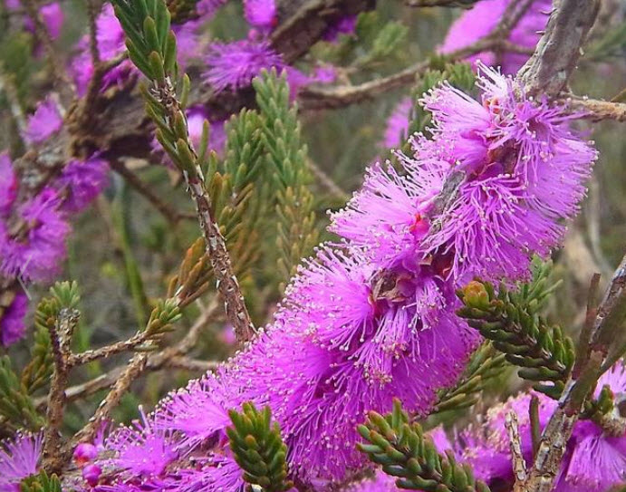 Cork Barked Honey-Myrtle / 250 เม็ด (Australia)