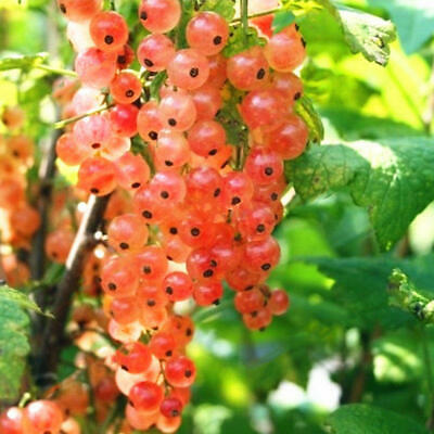 โทงเทงจีน / เคป กู๊สเบอรี่ คละสีแดง-ดำ / 50 เม็ด (China)