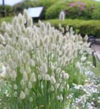 หญ้าหางกระต่าย (Bunny Tail) / 100 เม็ด (UK)
