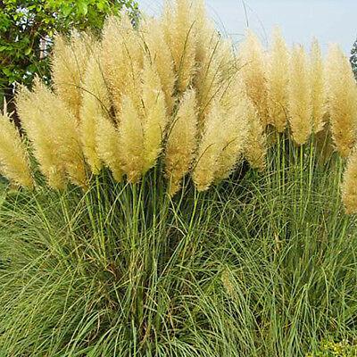 หญ้าภูเขา (pampas grass) คละสี / 200 เม็ด (China)