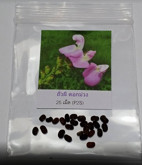 ถั่วผี หรือถั่วผีดอกม่วง / 25 เม็ด (P2S)