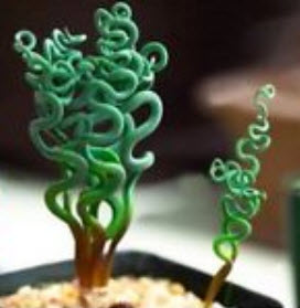 Spiral grass (Succulents) / 25 เม็ด (USA)*