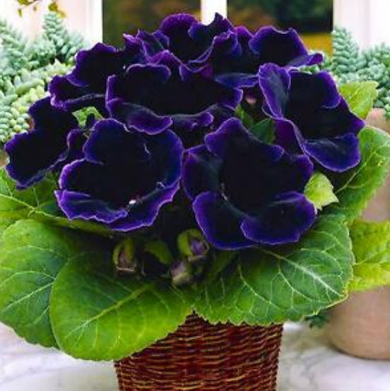 กล็อกซีเนีย (Gloxinia) คละ / 100 เม็ด (นอก)