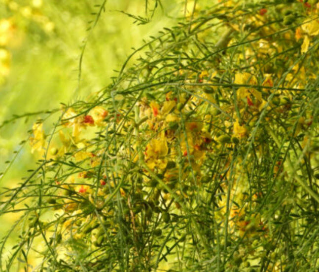 รัตมา หรือรัตตมา (Jerusalem thorn / Parkinsonia Aculeata) / 10 เม็ด (Italy/Portugal)*