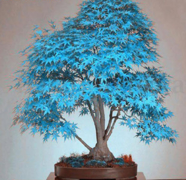 Japanese Maple Bonsai สีฟ้า / 20 เม็ด