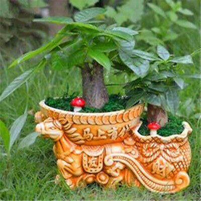 ศุภโชค หรือนุ่นน้ำ (Money tree) / 10 เม็ด (นอก)