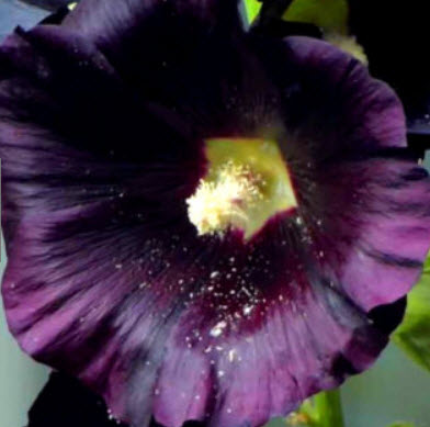 ฮอลลี่ฮ็อคดำ (Hollyhock Black) / 100 เม็ด (UK)