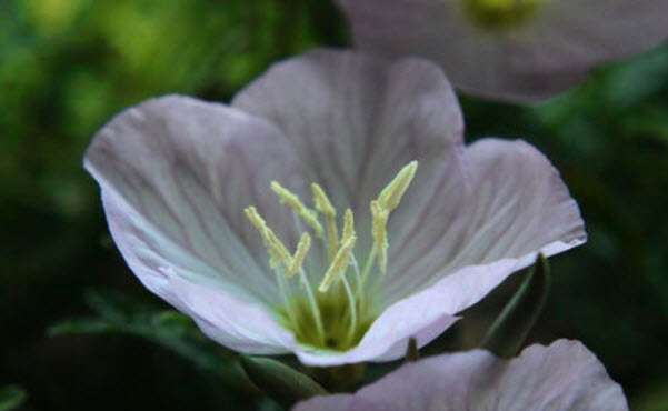 ก็อดดีเทีย (Godetia) สีขาว / 2,000 เม็ด (UK)