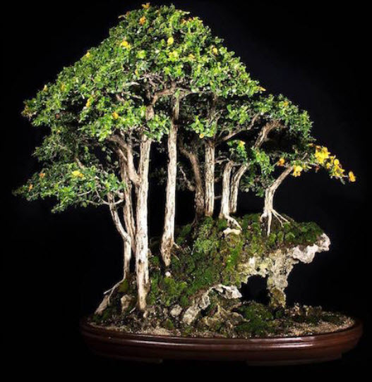 เบาบับ บอนไซ (Baobab bonsai) / 10 เม็ด (นอก)