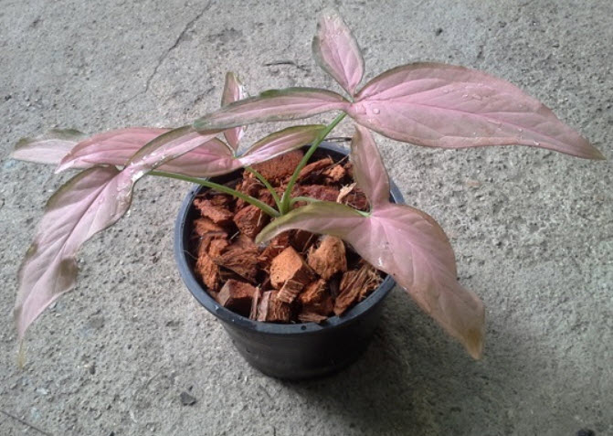 ต้นเงินไหลมา ด่างชมพู (Tricolor Nephthytis) กระถาง 3 นิ้ว / ต้น