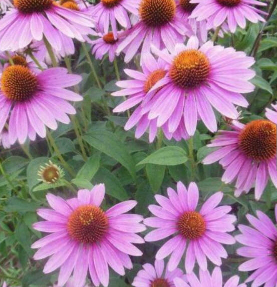 เอ็กไคนาเซีย (Echinacea - Dark Knight) สีม่วง / 200 เม็ด