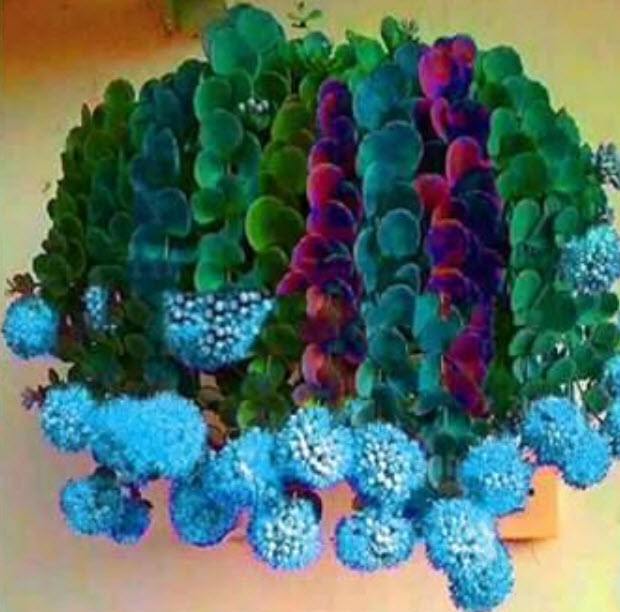 แคคตัส (Cactus - onion) สีฟ้า / 50 เม็ด