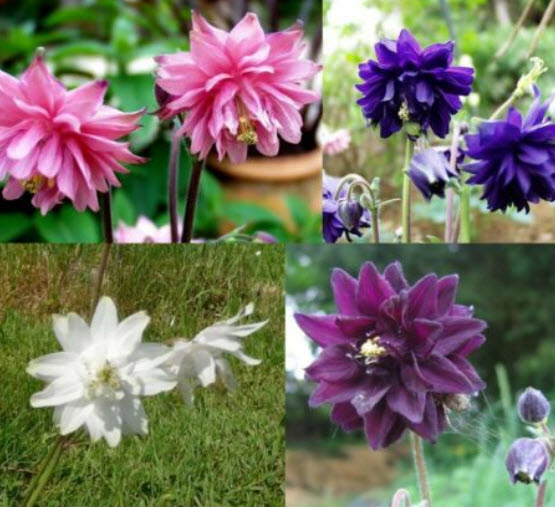 โคลัมบายน์ (Columbine Barlow) คละ / 300 เม็ด (UK)