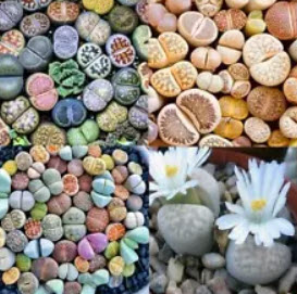 ไลทอปส์ (Lithops) คละ / 100 เม็ด
