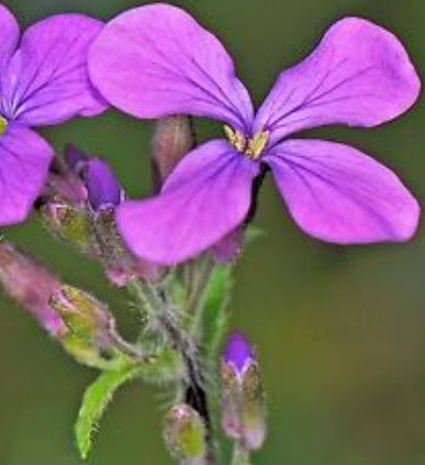 ซิลเวอร์ ดอลล่าร์ หรือลูนาเรีย (Silver Dollar plant / Lunaria) / 50 เม็ด (UK)