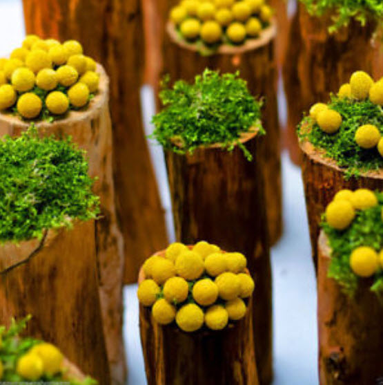 แครสพีเดีย (Craspedia) / 100 เม็ด (China)