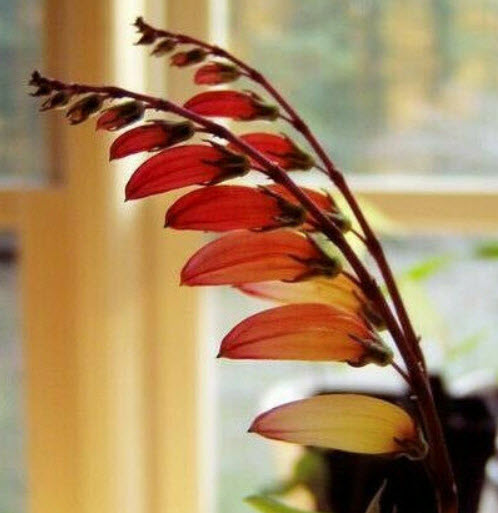 เขี้ยวมณี (Jungle Queen) / 20 เม็ด (Portugal)