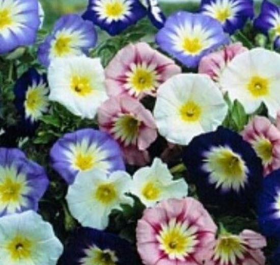 มอนิ่ง กลอรี่ 3 สี (Morning Glory - Convolvulus tricolor) / 100 เม็ด (Ukraine)