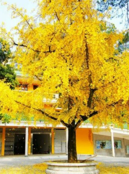 ต้นกล้า แปะก๊วย Ginkgo เพาะเมล็ดจากจีน กระถางสีอิฐ 4 นิ้ว
