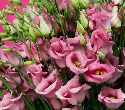 ไลซิแอนธัส (Lisianthus) คละ / 200 เม็ด (Russia)