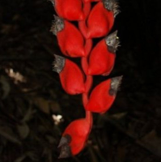 เฮลิโคเนีย ไนกริแพฟิคซา (Heliconia Nigriprafixa) สีแดง / 5 เม็ด (Israel)