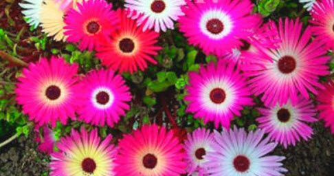 ไอซ์ แพล้นท์ / ลีฟวิ่งสโตน เดซี่ (Livingstone Daisy) คละสี / 4,000 เม็ด (UK)