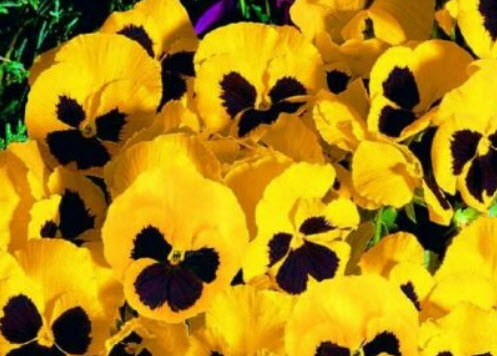 แพนซี สวิส (Pansy - Swiss) เหลือง / 550 เม็ด (UK)