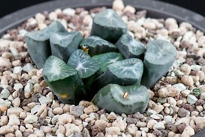 ฮาโวเทีย Haworthia maughanii / 100 เม็ด