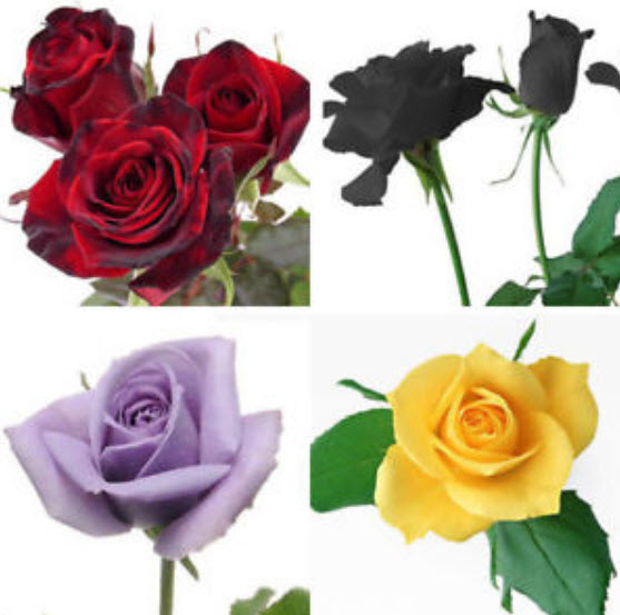 กุหลาบ (Rose) คละสี / 50 เม็ด (นอก)