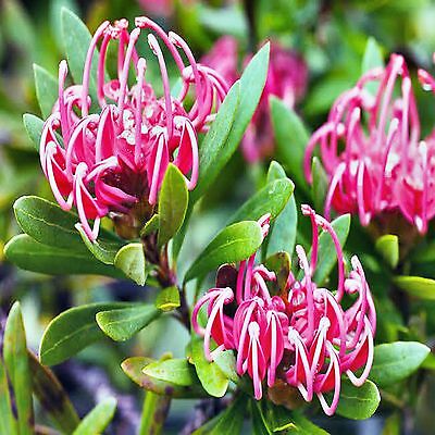 วาราท่าห์ (Waratah) / 10 เม็ด (Australia)