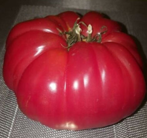 มะเขือเทศ ผลยักษ์ (Tomato Gigante Johnson) / 25 เม็ด (Spain)