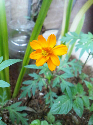 ดอกไม้ป่า (wildflowers) ต้นเตี้ย สูง 10-30 ซ.ม. / ซอง 200 เม็ด (K004)