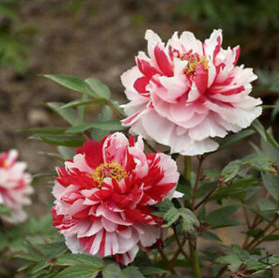 โบตั๋น (Peony) สองสี (ชมพู-แดง) / 10 เม็ด (นอก)